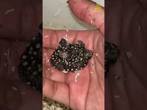 ลูกเต่ามีลายจุดทั้งตัว #เต่าซ่าส์มหาประลัย #turtle #vlog #เต่า #animals #pets #reptiles #shorts