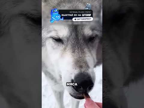 😲Волк привел к ловушке👀💔