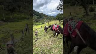 Hauling in lumber #offgrid #homestead  #nature horses