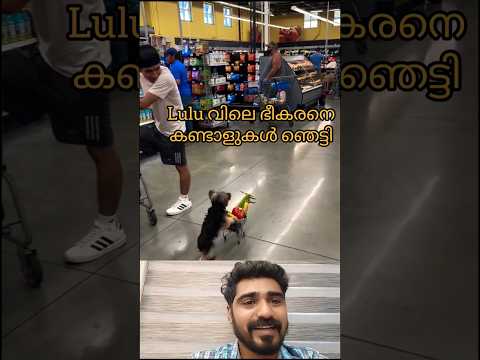 മിടുക്കൻ ഷോപ്പർ😍 #shorts #dog #love #lulu