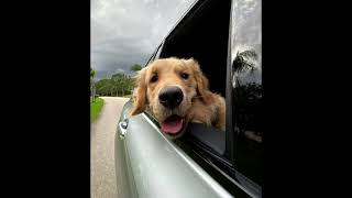 หมาข้างบ้านที่แทบจะเป็นหมาบ้านนี้แล้ว  The dog next door that might as well live here