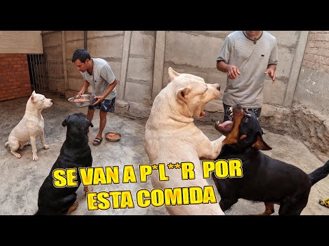 El mejor ALIMENTO para tu PERRO - DOGO ARGENTINO & ROTTWEILER