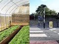 Incredible Edible Initiative Insights