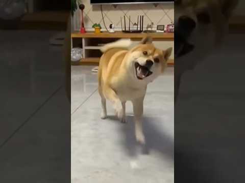 Real funny🍒My cute actor dog#shorts #youtubefamily