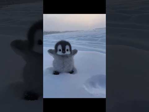 cute baby penguin walking down the snow #penguin #cuteanimal #antarctica