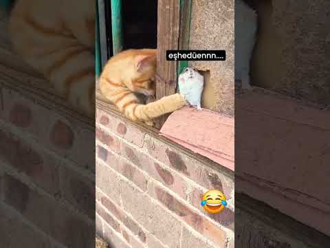 The mouse is afraid of the cat #subscribe #long #video #watch :)