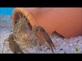 Understanding Crayfish Behavior and Habits