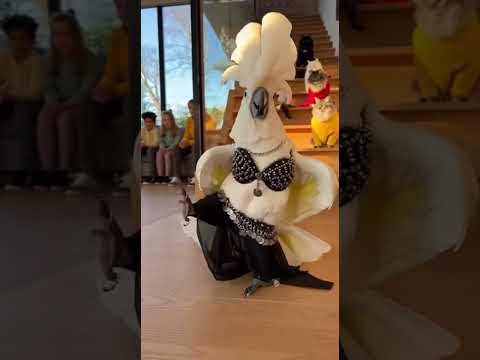 what a performance 🤣#dancingparrot #bellydance #funnydance #cockatoo