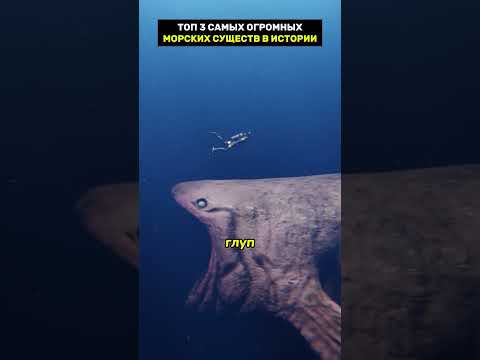 самые огромные морские существа в истории