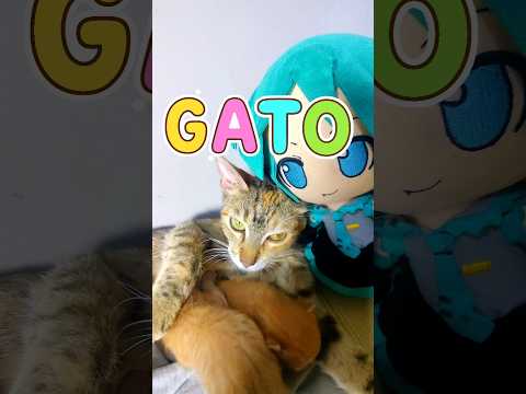 GATO Miku #humor #comedia #miku