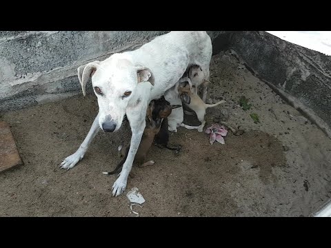 An emaciated mother, eyes filled with sadness, pleads for help as her puppies lie weak and thirsty!