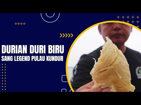 DURIAN DURI BIRU SANG LEGEND DARI PULAU KUNDUR