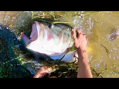 Ive been holding onto this footage for months….(GIANT Bass)