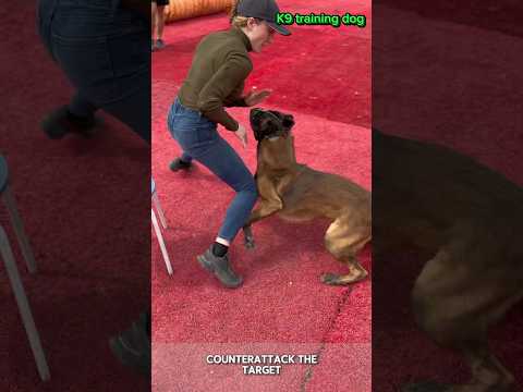 ❌ malinois guard dog🆗🔥 #dog #GermanGermanshepherd #k9 #puppy #pets #Malinois #dogtraining #cutedog