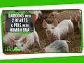 Xenotransplantation: Ethical Considerations and Challenges