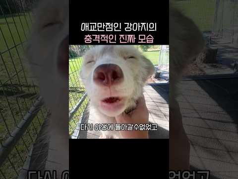 구슬프게 울던 강아지의 정체 ㅡ