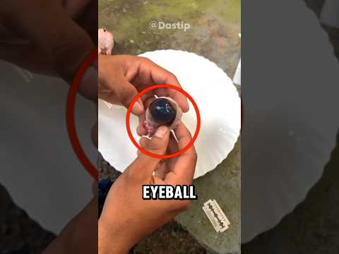 Here It Is! 👀The Amazing Uniqueness of a Cow's Eyeball