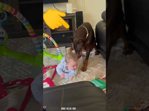 The end 😂😹 #pet#funnyshorts#viralshorts #animals#ytshorts