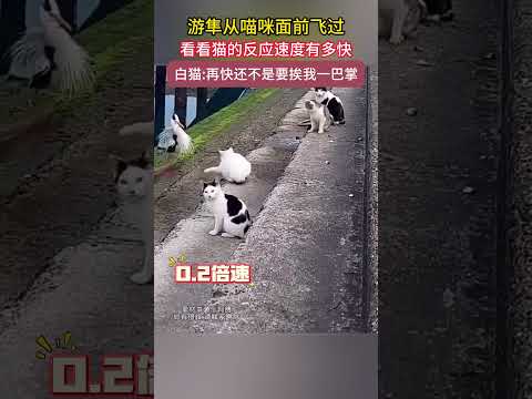 遊隼從貓咪面前飛過，看看貓的反應速度有多快。白貓：再快還不是要挨我一巴掌 #shorts #萌宠