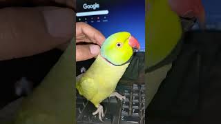 Most cute talking parrot