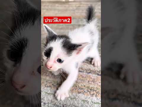 ชีวะประวัติ ป๊อบคอร์นภาค2 เกือบได้ชื่อว่า “เอลซ่า” แล้ว #ทาสแมว#ป๊อบคอร์นแมวเถียงเก่ง#แมว#shorts