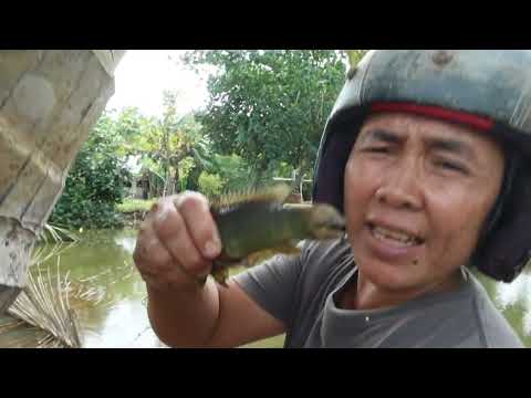 BIKIN NGILER...!!panen ikan disawah panen sayur  hasil langsung masak