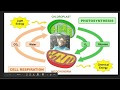 Photosynthesis and Cellular Respiration Concepts