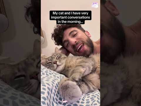 Cat understands English 😹 #catsoftiktok #foryou #usa #cats #fpy #funnyvideos #usa_tiktok