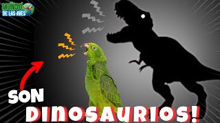 ¿POR QUE LAS AVES SON DINOSAURIOS? ¡DESCUBRELO!