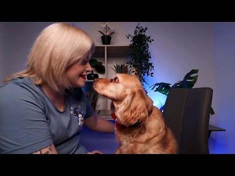 Cute ASMR Brushing My Dog