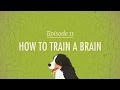 Understanding Classical and Operant Conditioning