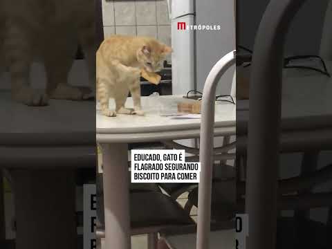 Cat very hungry