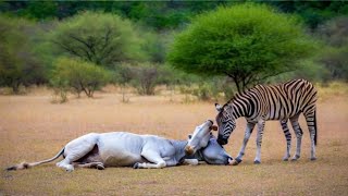 The Reality Of Zebras in Wildlife