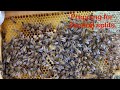 Beekeeping Inspection and Management