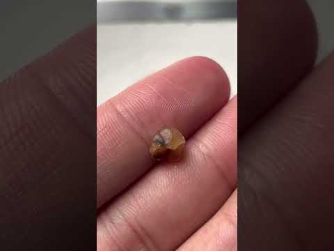 Ấp trứng thằn lằn #hidding #vovukha #vlog #vlogs