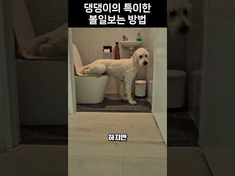 댕댕이의 특이한 볼일 보는법