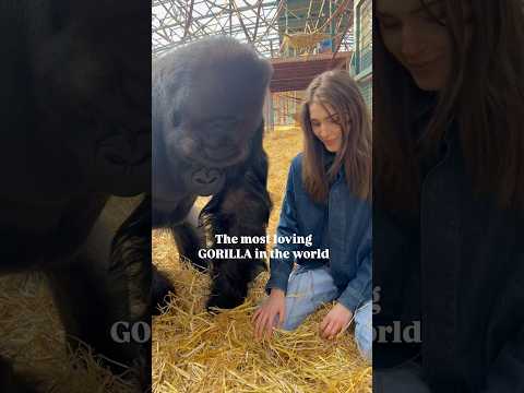 WORLDS most loving GORILLA #viralvideo #youtubeshorts #youtube #animals #shortvideo #short #shorts