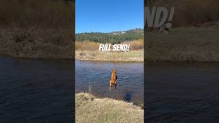 She Really Went For It! #dog #goldenretriever #water #nature #stick #tahoe