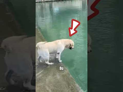 Suyun DİBİNE Daldı 😱
