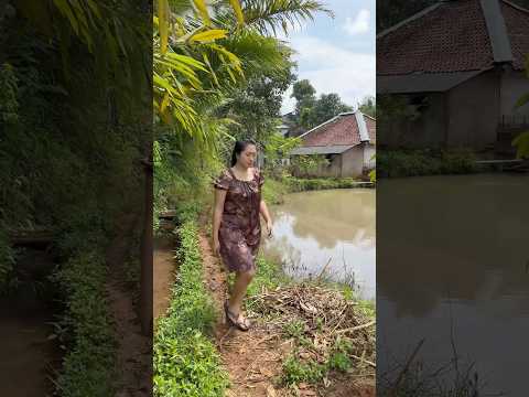 Bade ngala daun cau hela baraya #gadisdesa #rismanirmalasari #shortsvideo