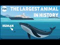 Understanding Blue Whales and Their Gigantic Size