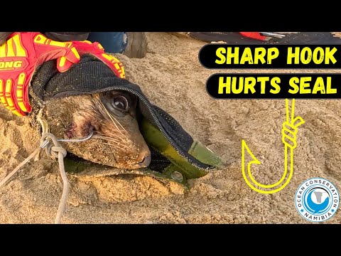 Sharp Hook Hurts Seal