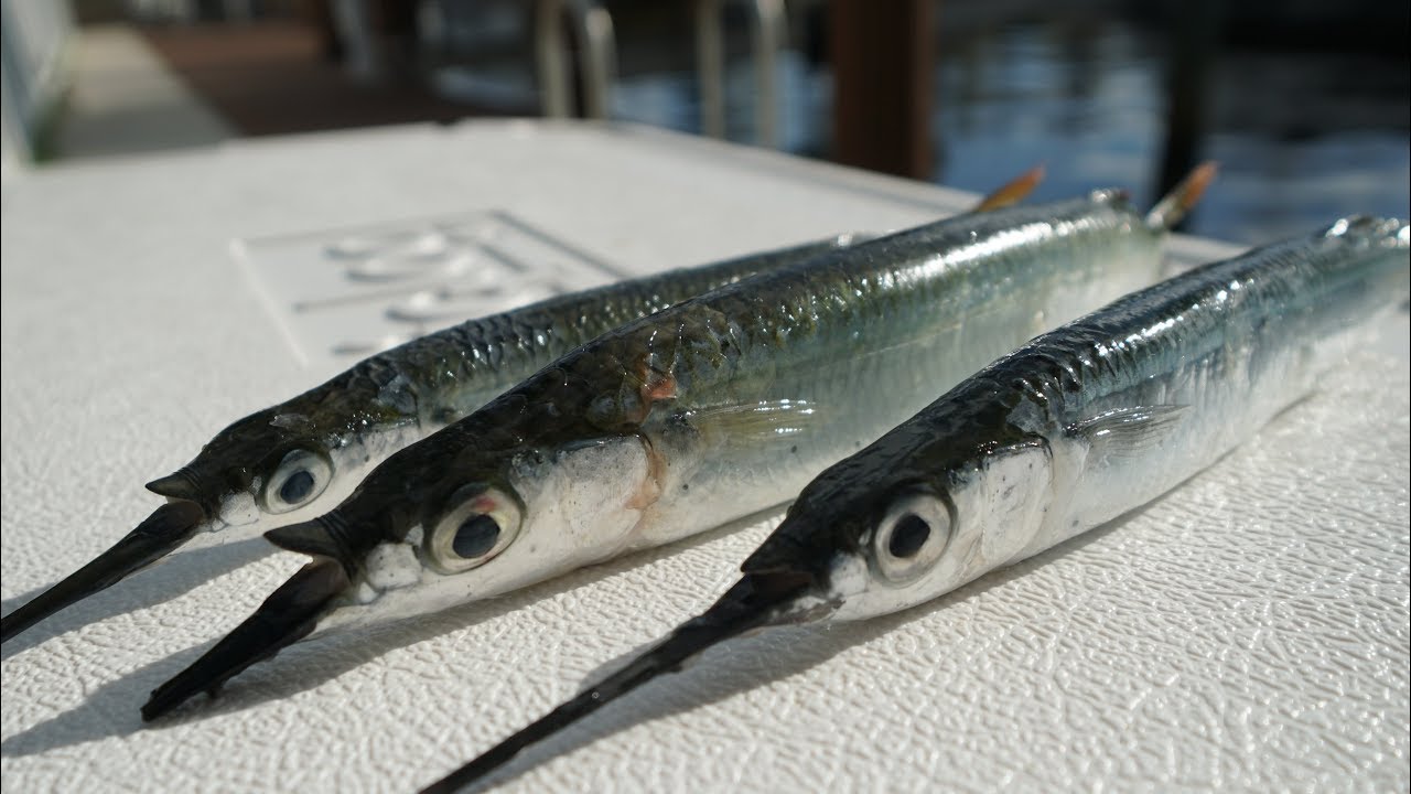 We ATE Our BAIT. AGAIN- Catch Clean Cook- Netting Ballyhoo