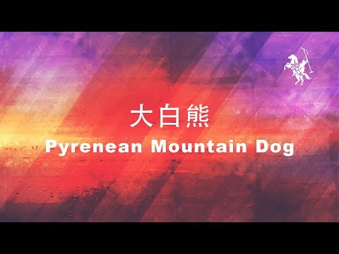 約書亞樂團 -【 大白熊 / Pyrenean Mountain Dog 】官方歌詞MV