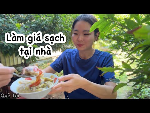 2 cách Quyên LÀM GIÁ SẠCH TẠI NHÀ, cha lấy cuốn bánh tráng vầy ăn ngon quá