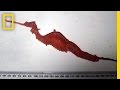 Exploration of Sea Dragons