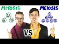 Mitosis vs Meiosis: The Ultimate Showdown