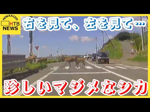 【視聴者投稿】ちょっと珍しい！？右を見て…左を見て…しっかり安全を確認してから道路を渡るマジメなシカ