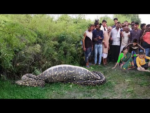 Snake Attack Boys In Forest | An Anaconda snake attack and python brief story 4