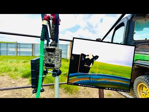I Know My Cows Have Water — Anytime, Anywhere with Barn Owl Cameras